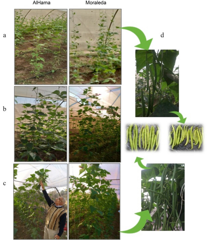Assessing the effects of a novel biostimulant to enhance leafminer resistance and plant growth on bean | Scientific Reports