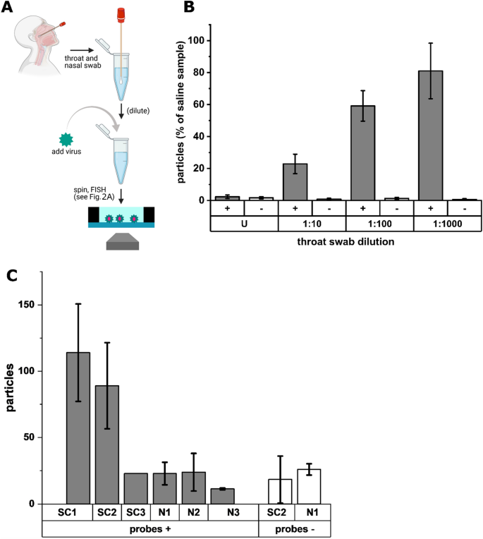 Turbo FISH: A Method for Rapid Single Molecule RNA FISH