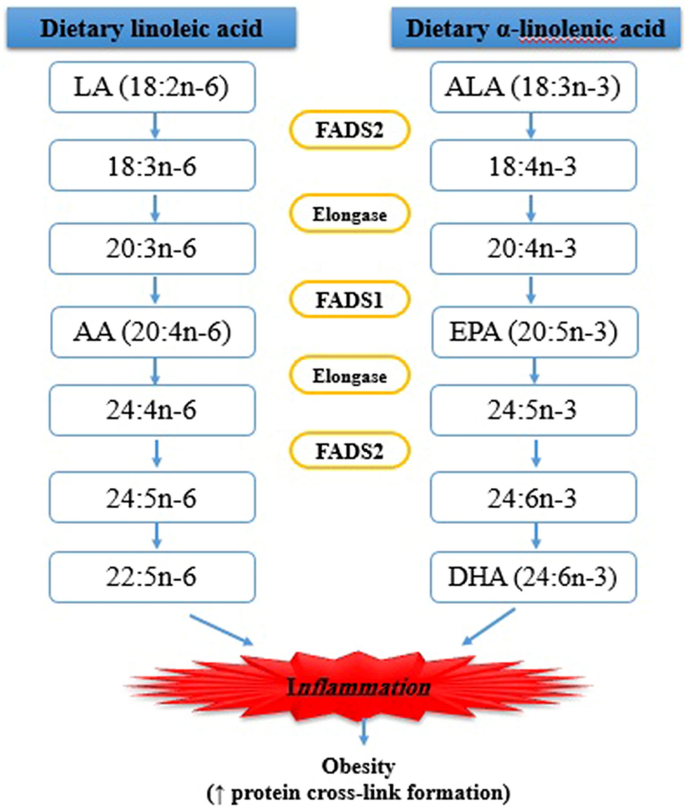 TC - A one-dimensional temperature and age modeling study for