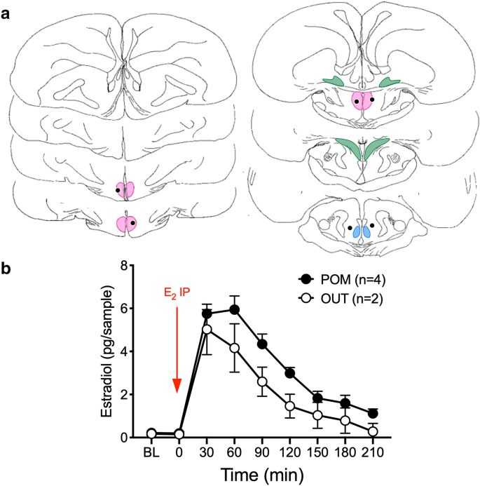 Rapid changes in brain estrogen concentration during male sexual behavior  are site and stimulus specific | Scientific Reports