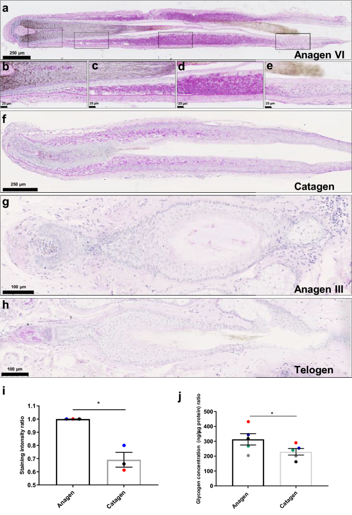 Human hair follicles operate an internal Cori cycle and modulate their  growth via glycogen phosphorylase | Scientific Reports