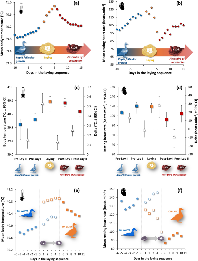 Egg-laying increases body temperature to an annual maximum in a wild bird |  Scientific Reports