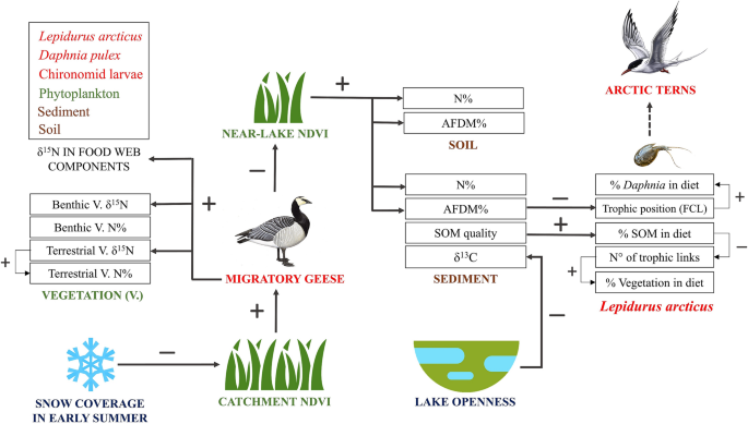 Climate-related drivers of nutrient inputs and food web structure in  shallow Arctic lake ecosystems | Scientific Reports