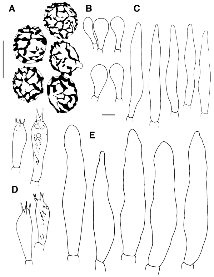 figure 8