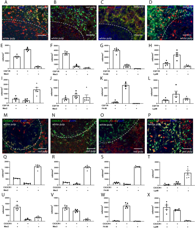 Identification Of Macrophages In Normal And Injured Mouse Tissues Using Reporter Lines And Antibodies Scientific Reports