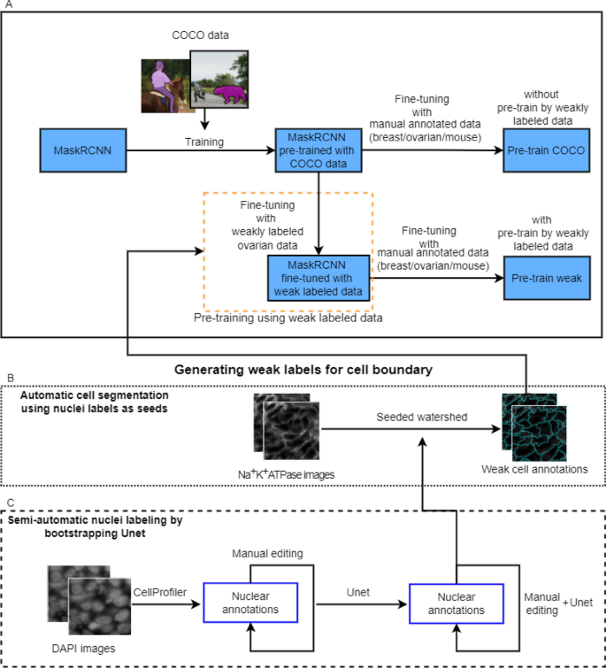 Unforgettable jet Diagnose Cell segmentation for immunofluorescence multiplexed images using two-stage domain adaptation and weakly labeled data for pre-training | Scientific Reports Unforgettable jet Diagnose Cell segmentation for immunofluorescence multiplexed images using two-stage domain adaptation and weakly labeled data for pre-training | Scientific Reports