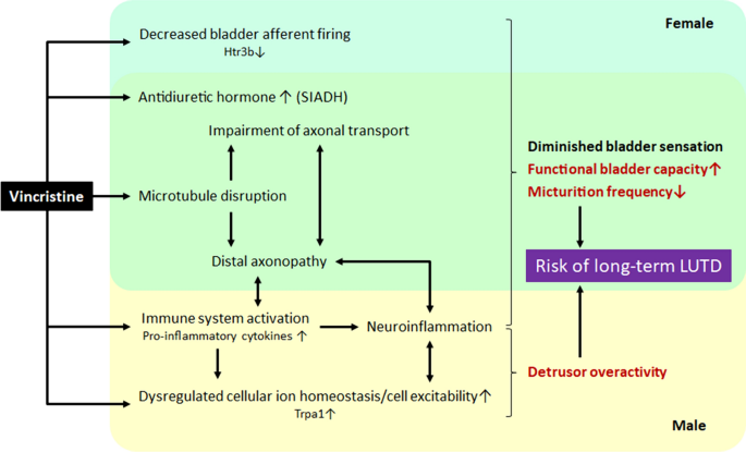 Sexual Dimorphic Impacts Of Systemic Vincristine On Lower Urinary Tract Function Scientific Reports