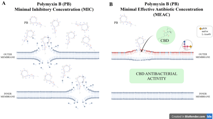 Potential cannabidiol (CBD) repurposing as antibacterial and promising  therapy of CBD plus polymyxin B (PB) against PB-resistant gram-negative  bacilli | Scientific Reports