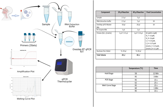 Passiv klo torsdag Development and validation of cost-effective one-step multiplex RT-PCR  assay for detecting the SARS-CoV-2 infection using SYBR Green melting curve  analysis | Scientific Reports