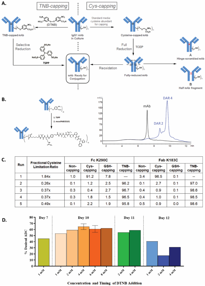 Cysteine metabolic engineering and selective disulfide reduction produce  superior antibody-drug-conjugates | Scientific Reports