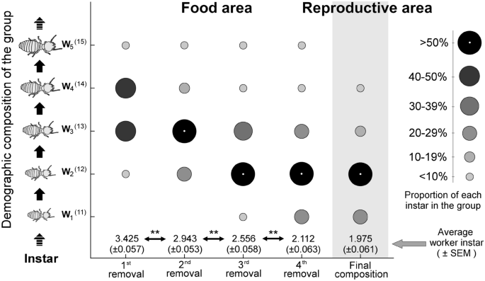 Age-based spatial distribution of workers is resilient to worker loss in a subterranean termite