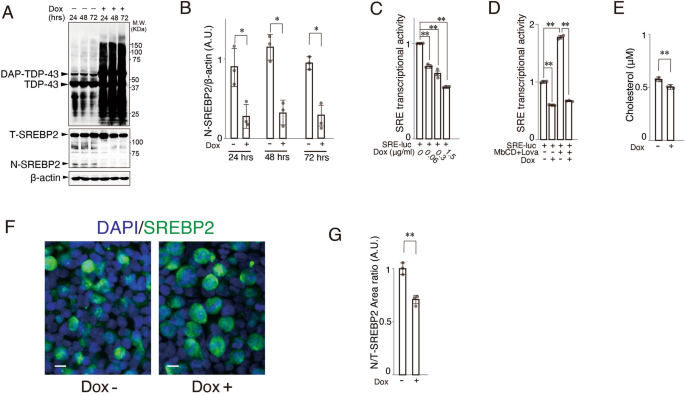 TDP-43 regulates cholesterol biosynthesis by inhibiting sterol ...