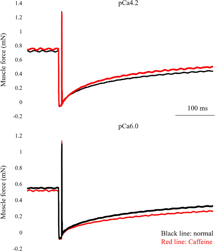 Influence of caffeine on the maximal isometric and concentric force  produced by skinned fibers