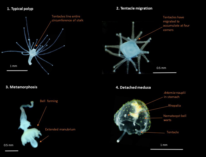 Inducing metamorphosis in the irukandji jellyfish Carukia barnesi |  Scientific Reports