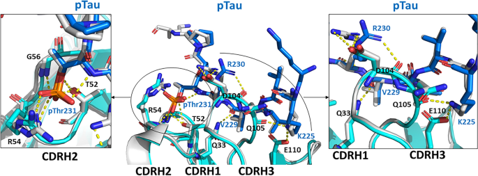 Augmented Binary Substitution: Single-pass CDR germ-lining and