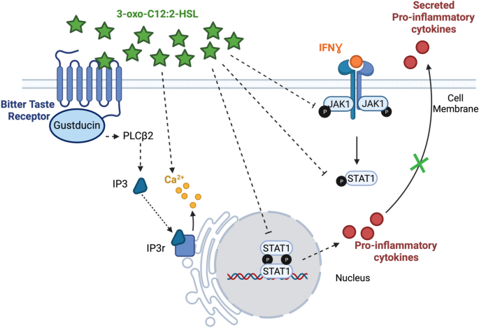 3-oxo-C12:2-HSL, quorum sensing molecule from human intestinal microbiota,  inhibits pro-inflammatory pathways in immune cells via bitter taste  receptors | Scientific Reports
