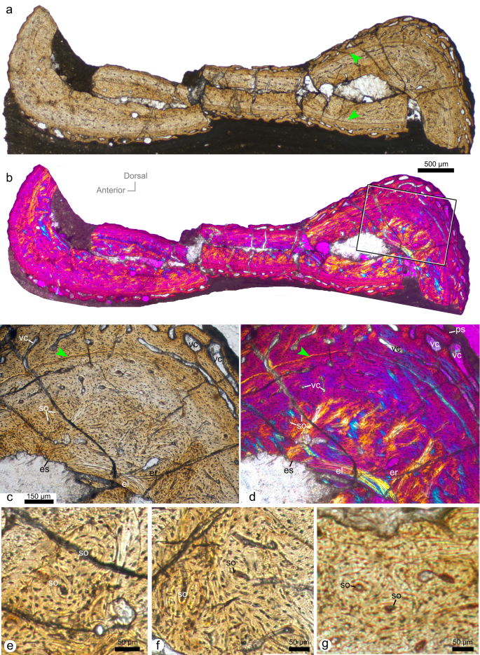 The toothless pterosaur Jidapterus edentus (Pterodactyloidea:  Azhdarchoidea) from the Early Cretaceous Jehol Biota and its  paleoecological implications