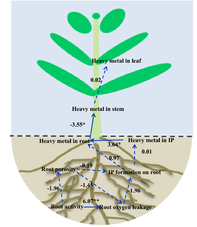 Correlation between the amount of heavy metals in the roots and