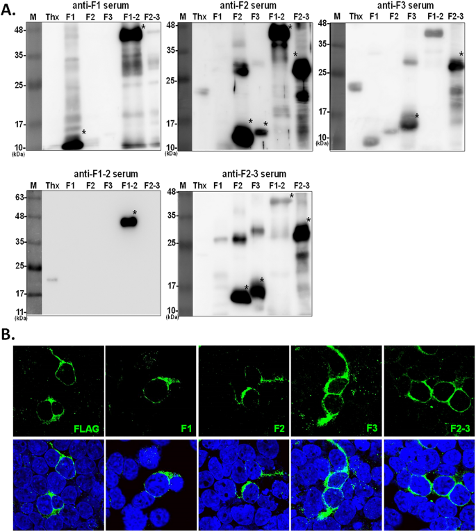 Frontiers  Evidence of chelonid herpesvirus 5 infection in green