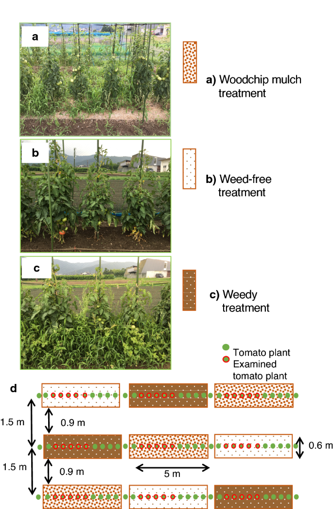Weed N Feed Affect Upon Tomato Mulch