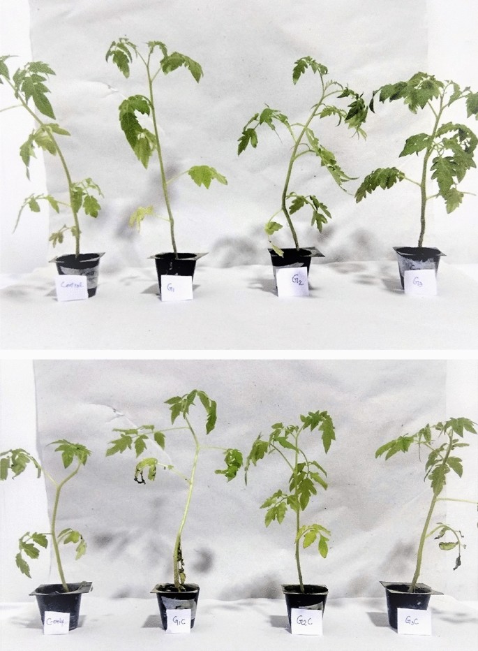 Glutathione improves low temperature stress tolerance in pusa sheetal  cultivar of Solanum lycopersicum