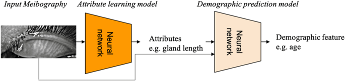 figura 3