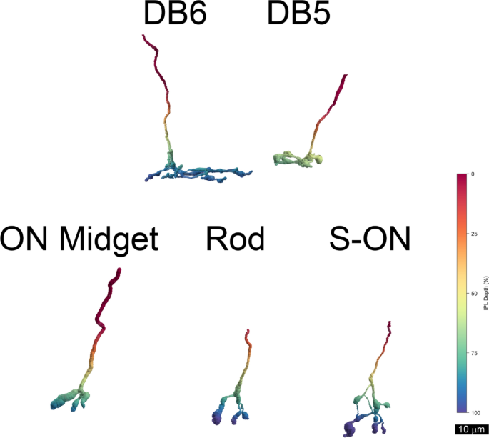 Frontiers  Intrinsically Photosensitive Retinal Ganglion Cells of the  Human Retina