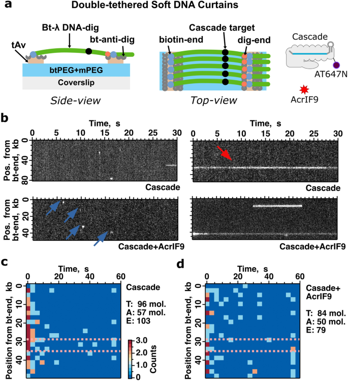 Disarming of type I-F CRISPR-Cas surveillance complex by anti-CRISPR  proteins AcrIF6 and AcrIF9 | Scientific Reports