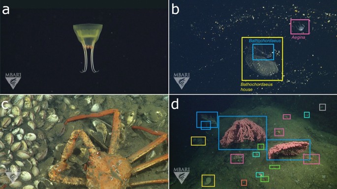 Labeled image data for deep learning algorithms require an annotation and localization for a single concept.