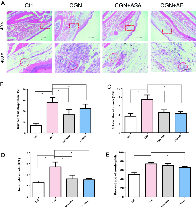 Alloferon-1 ameliorates acute inflammatory responses in  λ-carrageenan-induced paw edema in mice | Scientific Reports