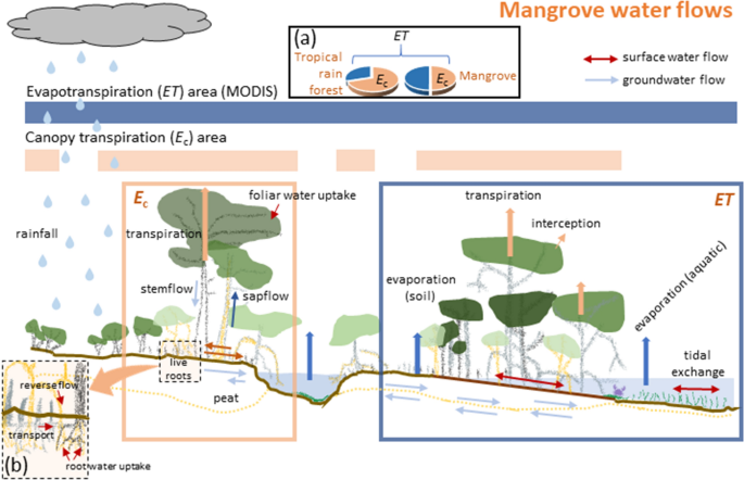 Does mangrove vegetation structure reflect human utilization of ecosystem  goods and services? - ScienceDirect