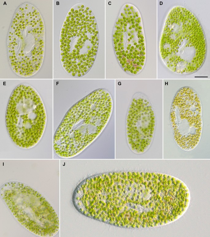 morphology of paramecium