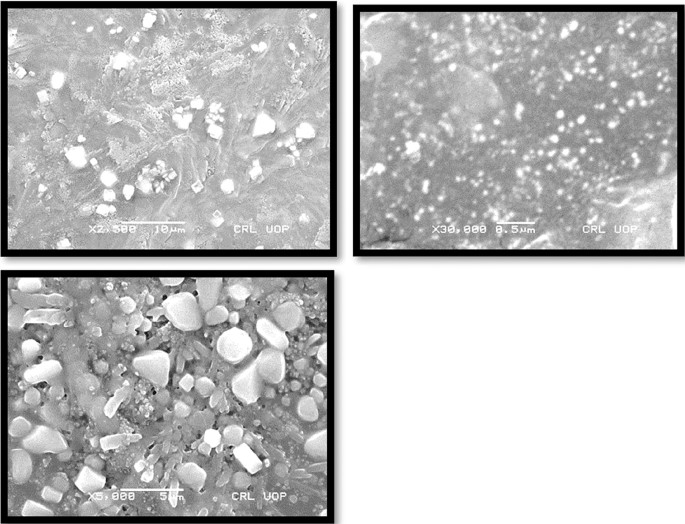 transfersomes research articles pdf figure 5