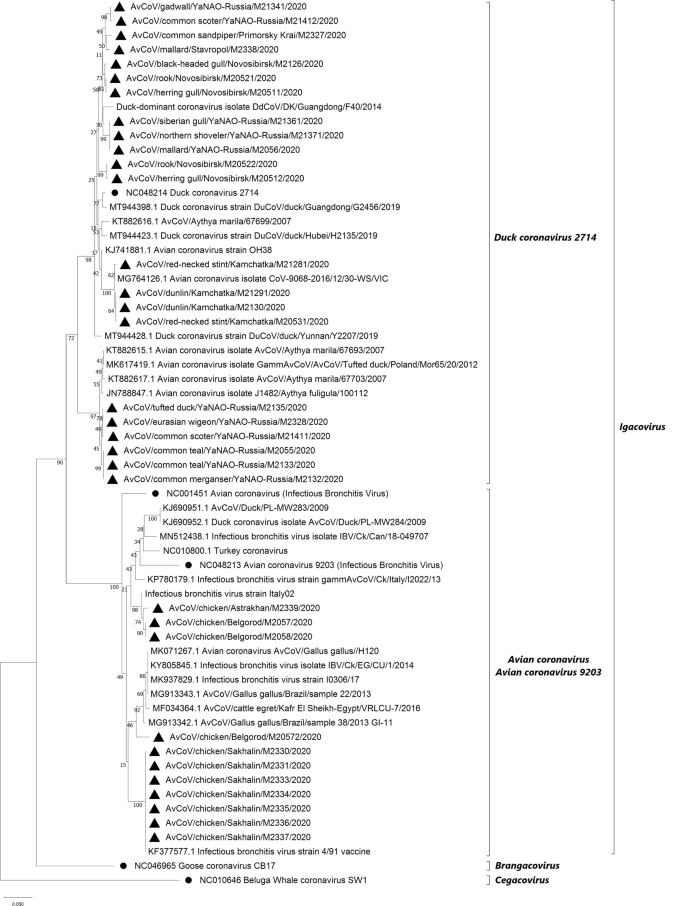 Identification of a Novel Coronavirus from a Beluga Whale by Using