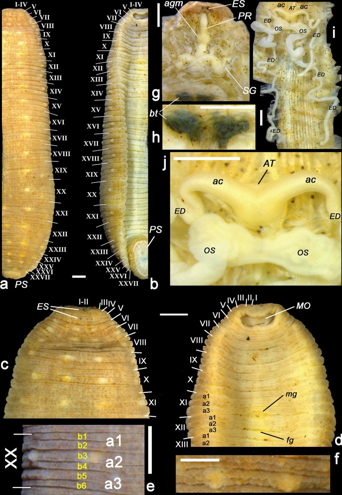 Cryptic taxonomic diversity and high-latitude melanism in the glossiphoniid  leech assemblage from the Eurasian Arctic | Scientific Reports