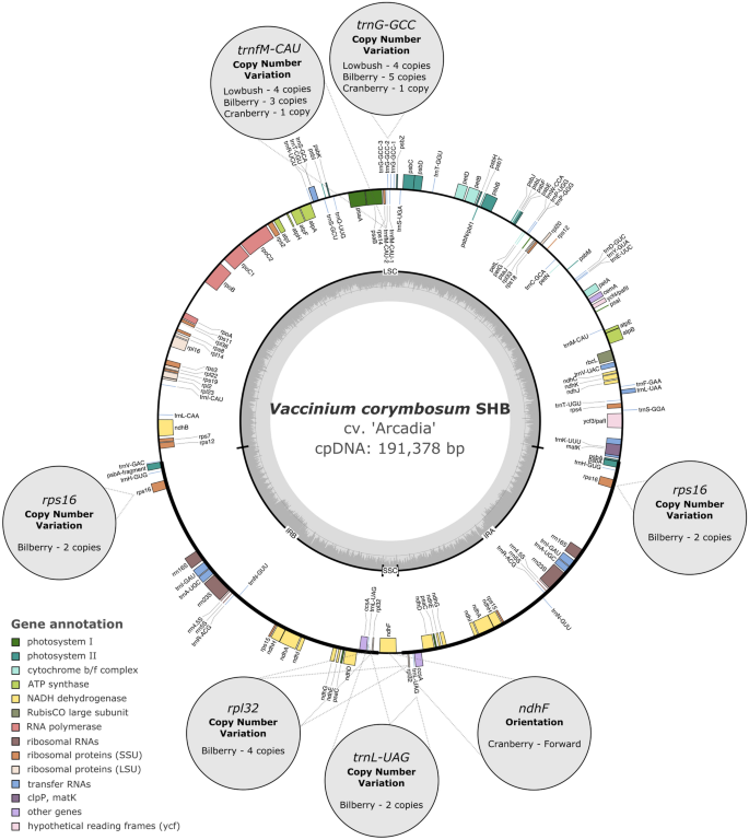 Chloroplast genome assemblies and comparative analyses of commercially  important Vaccinium berry crops | Scientific Reports
