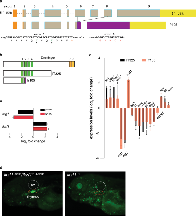 Stage-specific and cell type-specific requirements of ikzf1 during haematopoietic differentiation in zebrafish | Scientific Reports - Nature.com