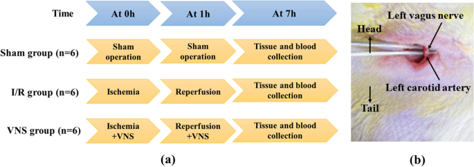 glutathione injection price thailand Glutathione IV Cost in Los Angeles - Pricing, Mobile vs In-Clinic and  Dosage Factors