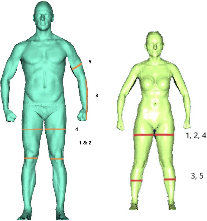 Body Types: Mesomorphs. Ectomorphs, & Endomorphs Explained - NASM