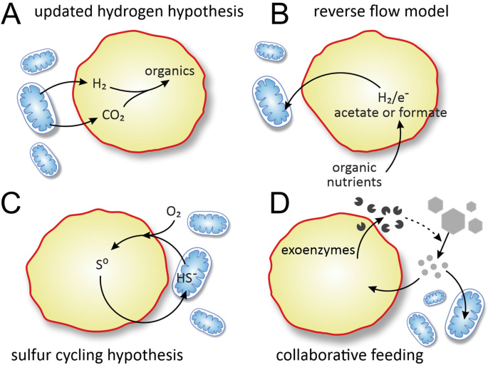 Eco-evolutionary modelling of microbial syntrophy indicates the robustness of cross-feeding over cross-facilitation | Scientific Reports