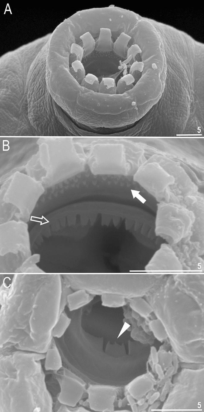Integrative taxonomy reveals new, widely distributed tardigrade species of  the genus Paramacrobiotus (Eutardigrada: Macrobiotidae) | Scientific Reports