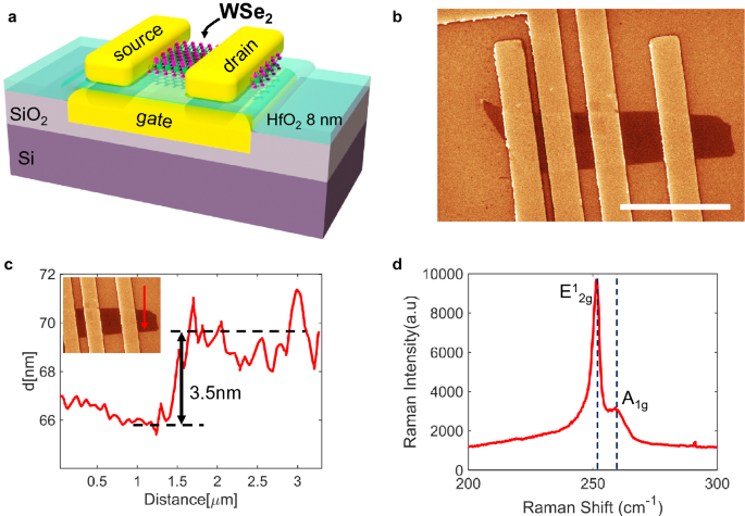 WSe2 2D p‐type semiconductor‐based electronic devices for