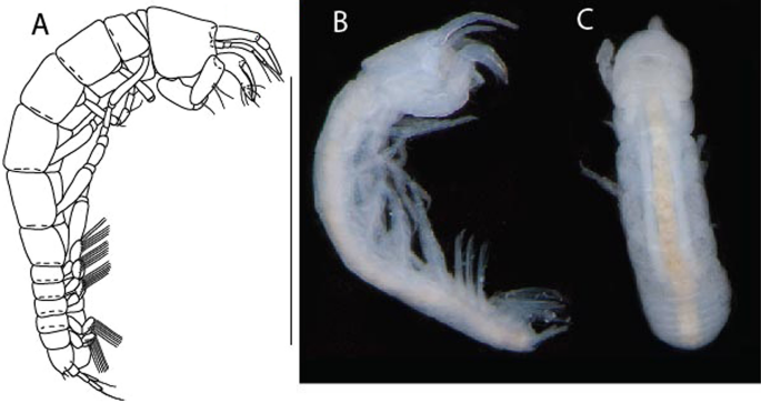 figure 32