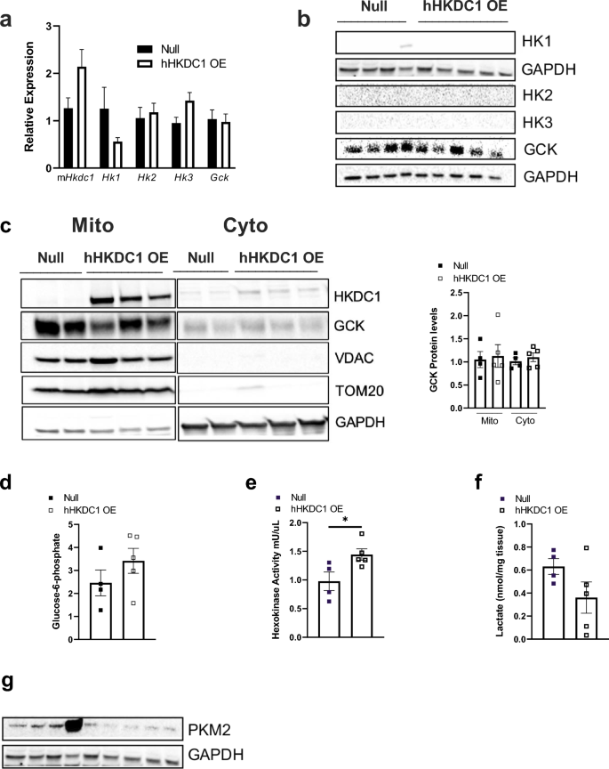 Liver-specific overexpression of HKDC1 increases hepatocyte size 