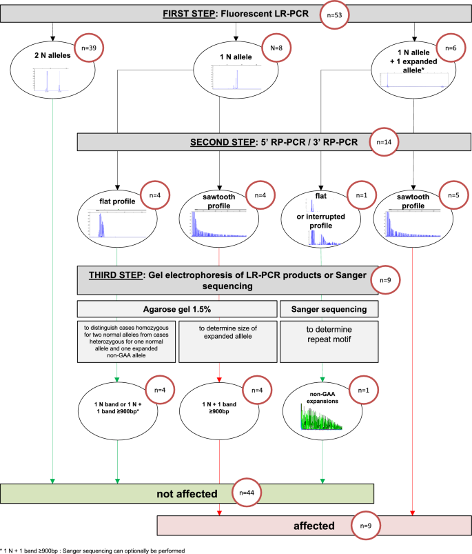 Optimized testing strategy for the diagnosis of GAA-FGF14  ataxia/spinocerebellar ataxia 27B | Scientific Reports