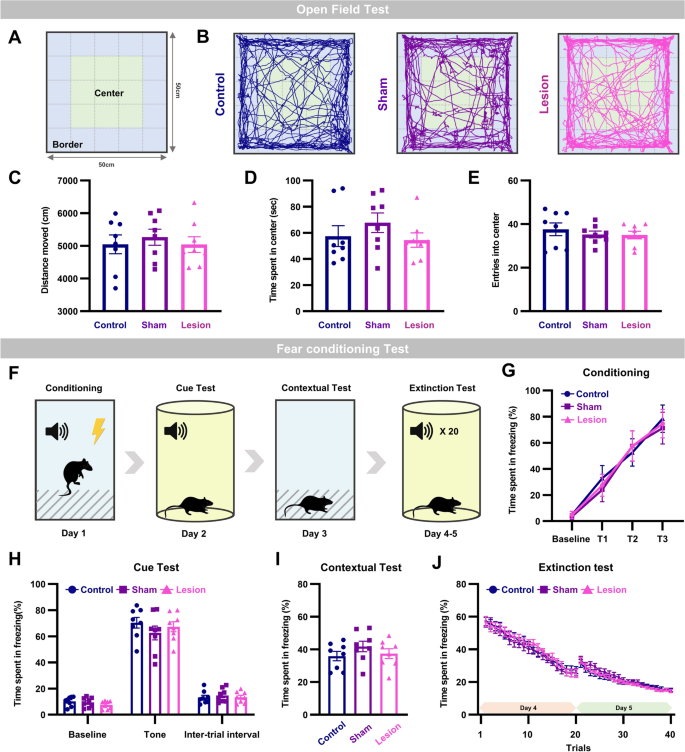 Basolateral amygdala activation enhances object recognition memory by  inhibiting anterior insular cortex activity