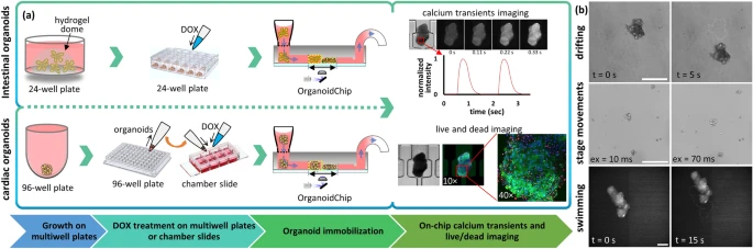 OrganoidChip facilitates hydrogel-free immobilization for fast and blur-free imaging of organoids