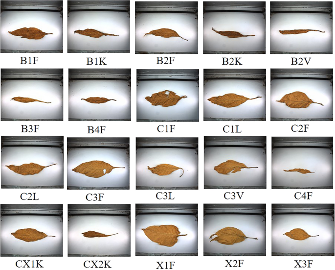tobacco classification Intelligent large-scale flue-cured tobacco grading based on deep densely  convolutional network