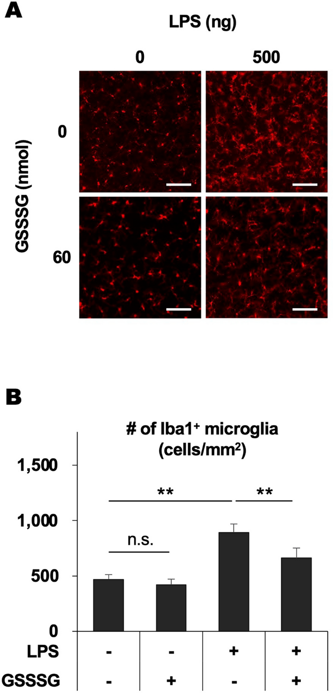 Glutathione trisulfide prevents lipopolysaccharide-induced retinal  inflammation via inhibition of proinflammatory cytokine production in glial  cells | Scientific Reports