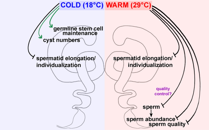 Chronic exposure to warm temperature causes low sperm abundance and quality  in Drosophila melanogaster | Scientific Reports